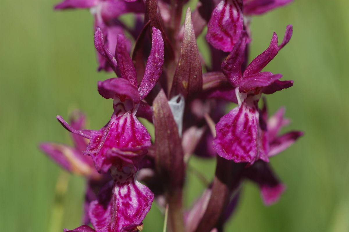 Orchidées et autres plantes sauvages