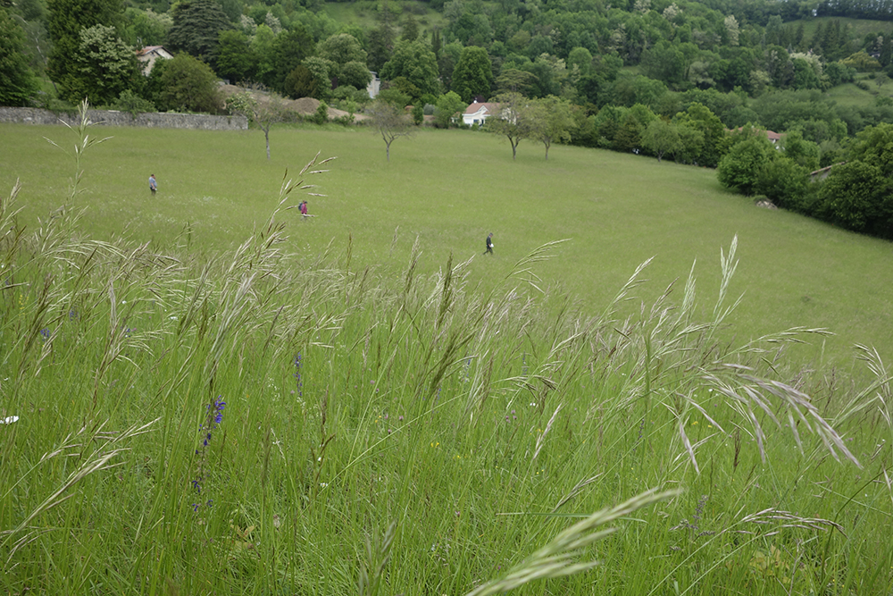 Prairies naturelles