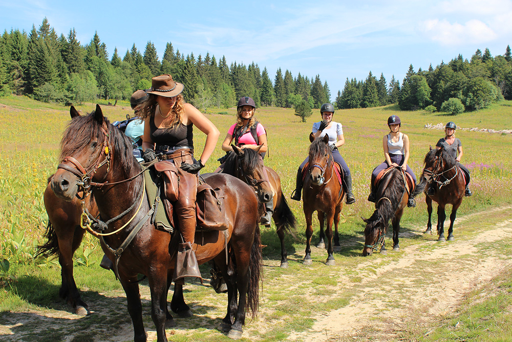 cheval du Vercors de Barranquand