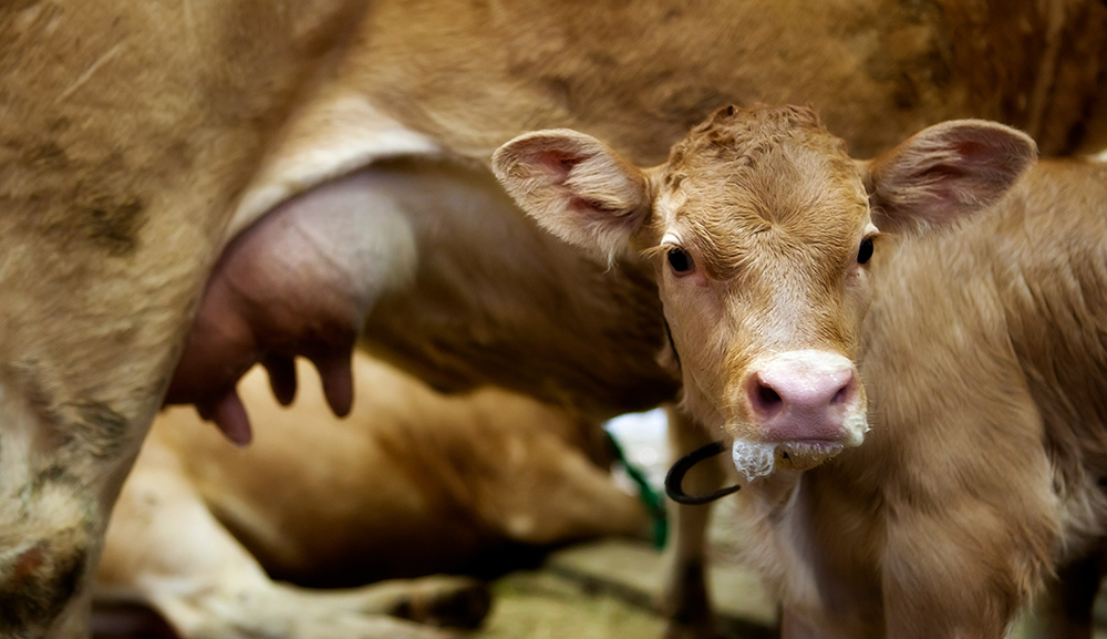 La vache Villard-de-Lans