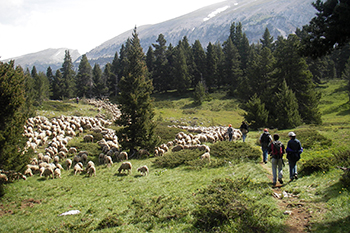 Pastoralisme et changement climatique