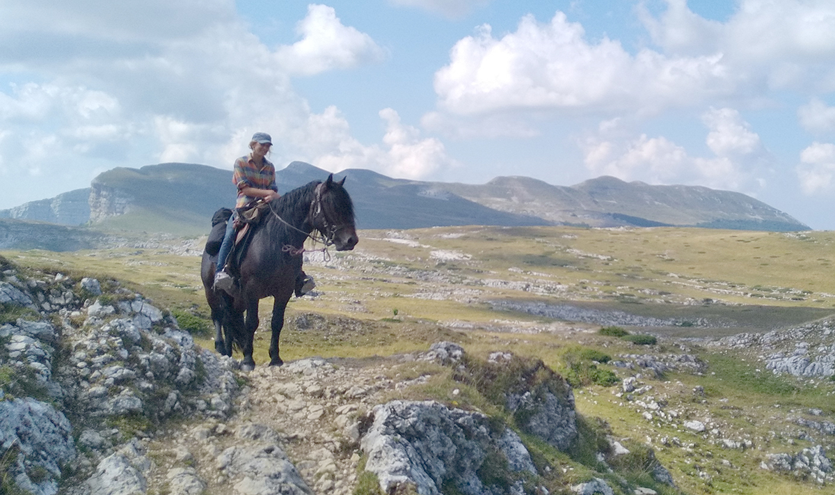 Eole des Sautes - cheval du Vercors de Barraquand