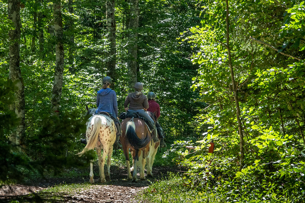 Forêt commune de Vassieux-en-Vercors