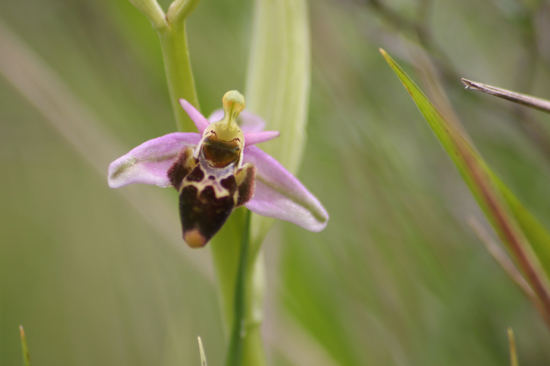 Ophrys scolopax