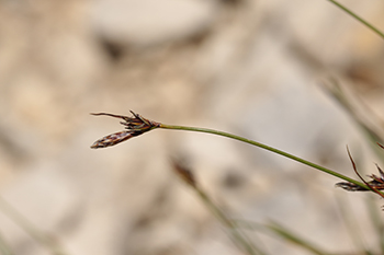 Carex mucronata ©PNRV_Jean Andrieux