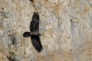 Gypaète barbu Vercors