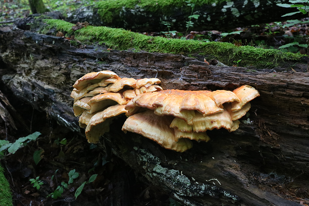 Champignons dans forêt mature