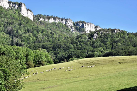 Trames pastorales et forêts matures