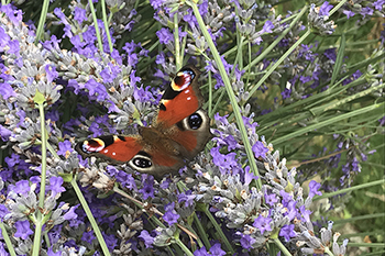 L'atlas de la biodiversité communale