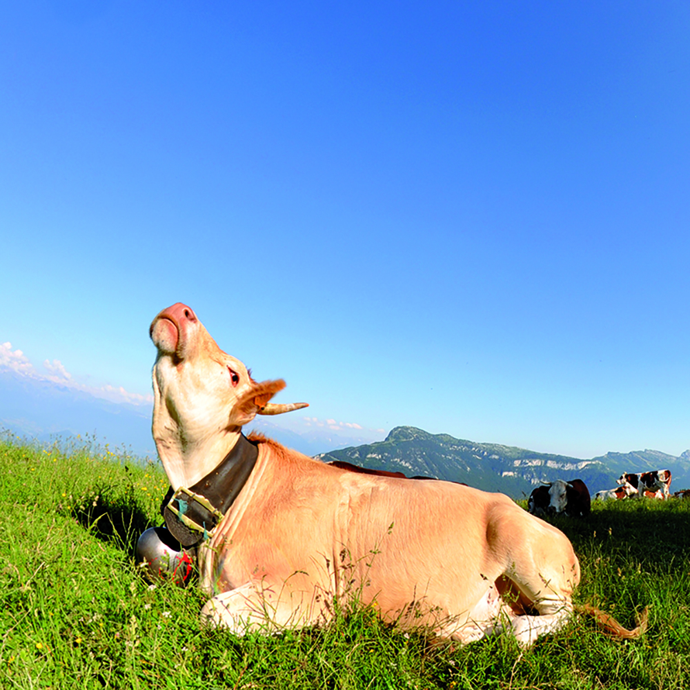 vache Villard-de-Lans