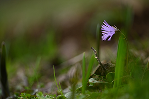Soldanelle des alpes
