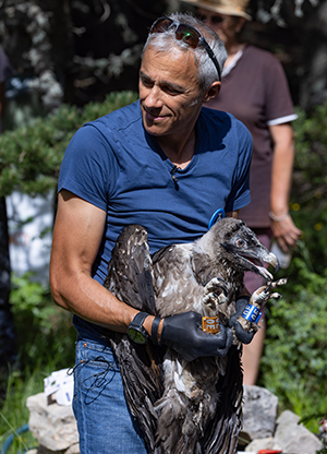 Réintroduction Gypaète