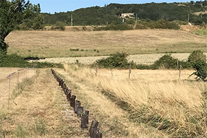 Plantation de haies à Suze