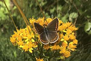 L'atlas de la biodiversité communale