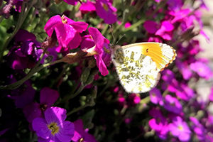 atlas de la biodiversité communale