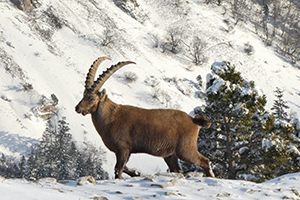 Bouquetin des Alpes