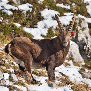 Bouquetin des Alpes