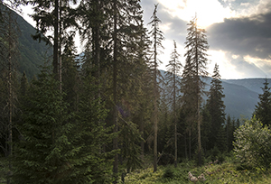 Forum forêt et changement climatique