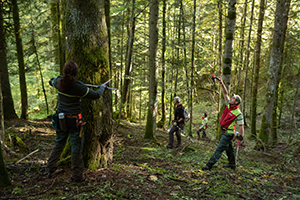 Gestion forêt