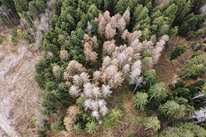 forêt impactée par le changement climatique