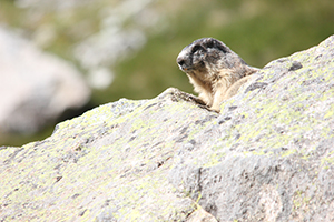 Marmotte des Alpes