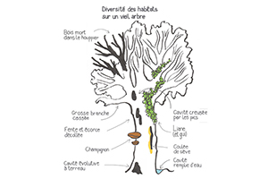 Natura 2000 Forêts matures