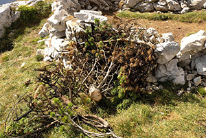 Pin à crochet coupé et muret sur ln mont Aiguille 2014