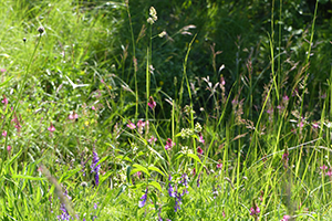 Prairies fleuries