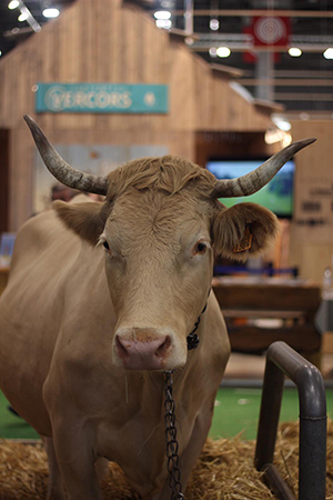 vache Villard-de-Lans