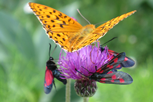 Observatoire de la biodiversité du Vercors