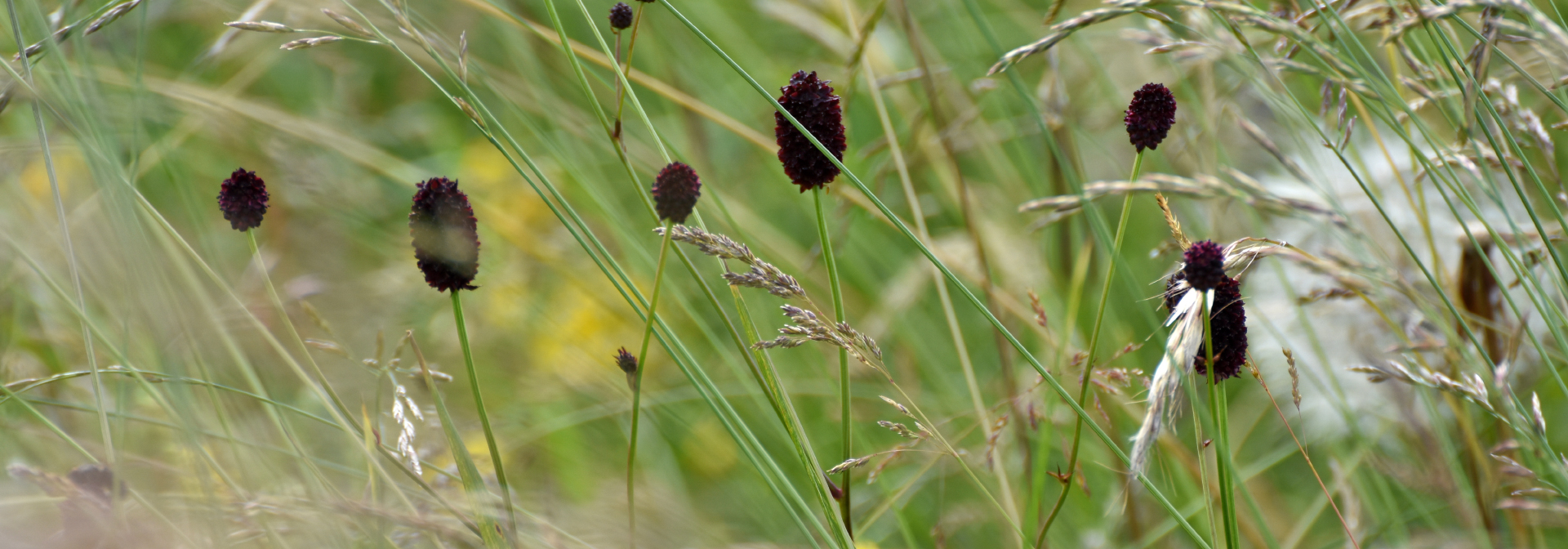 Prairie fleurie