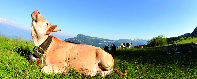 vache Villard-de-Lans