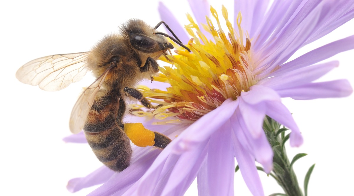 Printemps de la grainothèque : des fleurs et des abeilles