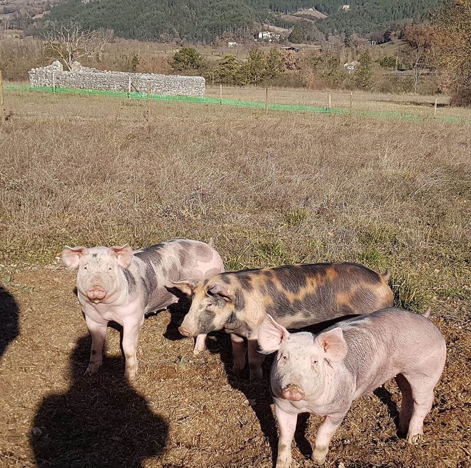De Ferme en Ferme - Aux cochons d'Ausson