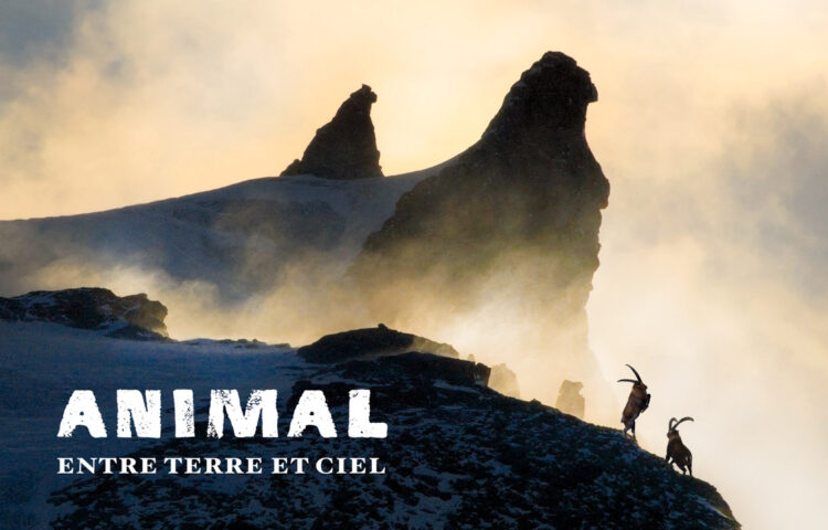 Projection du film "ANIMAL - Entre Terre et Ciel" (Lapied film)