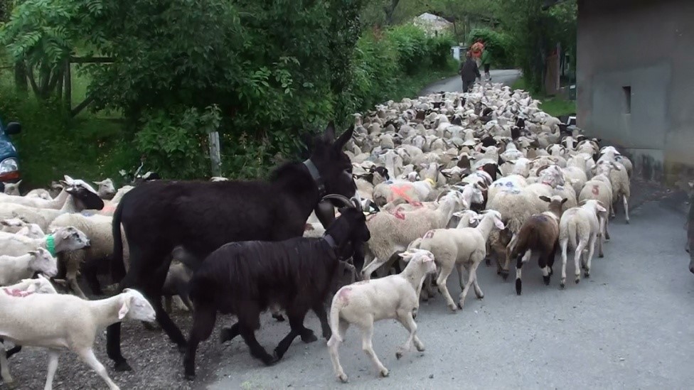 Transhumance 2025 - La Grande Traversée de la Métropole de Grenoble Transhumance 2025 - La Grande Traversée de la Métropole de Grenoble