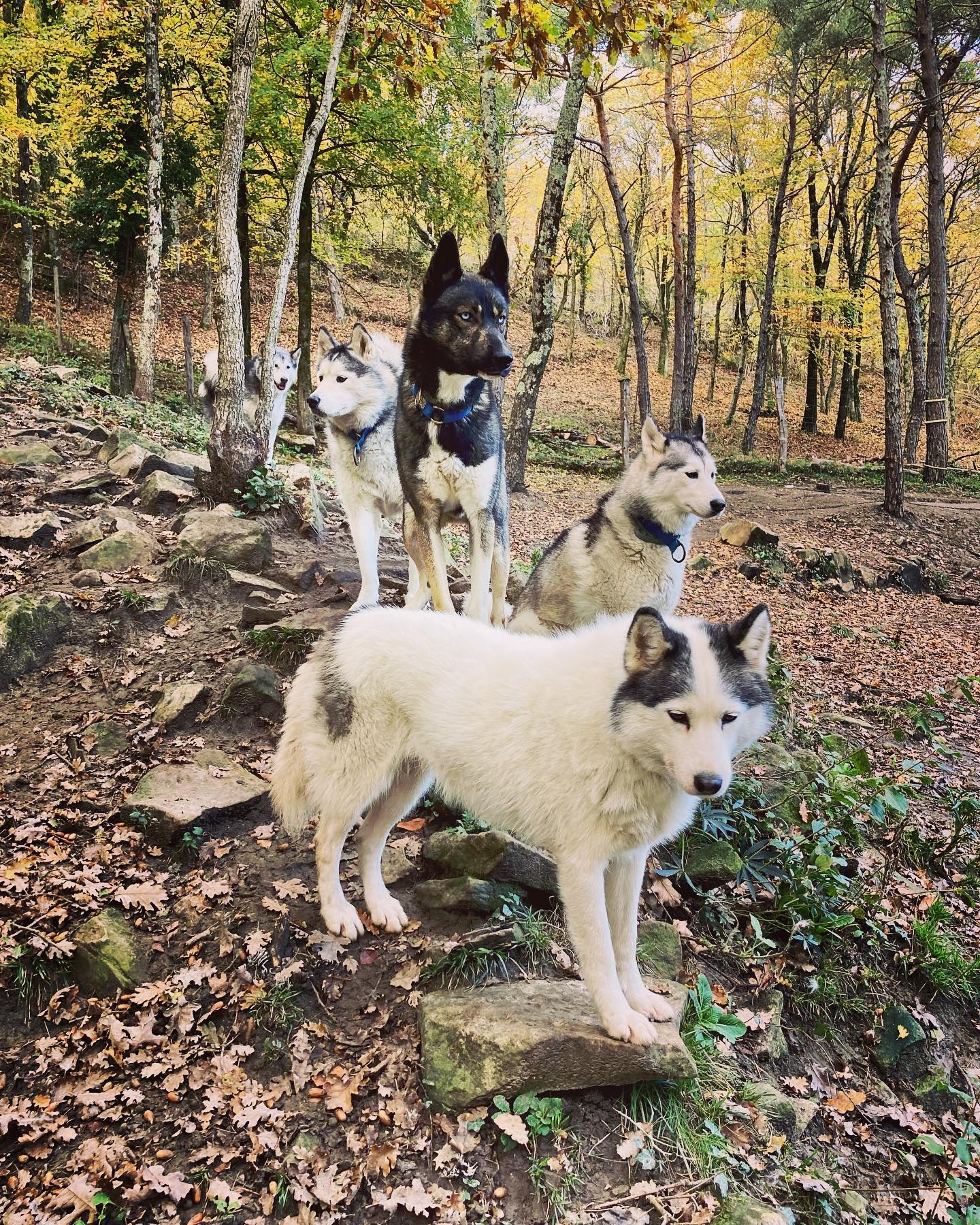 Métier passion - Sandra, musheuse et ses extrapattes