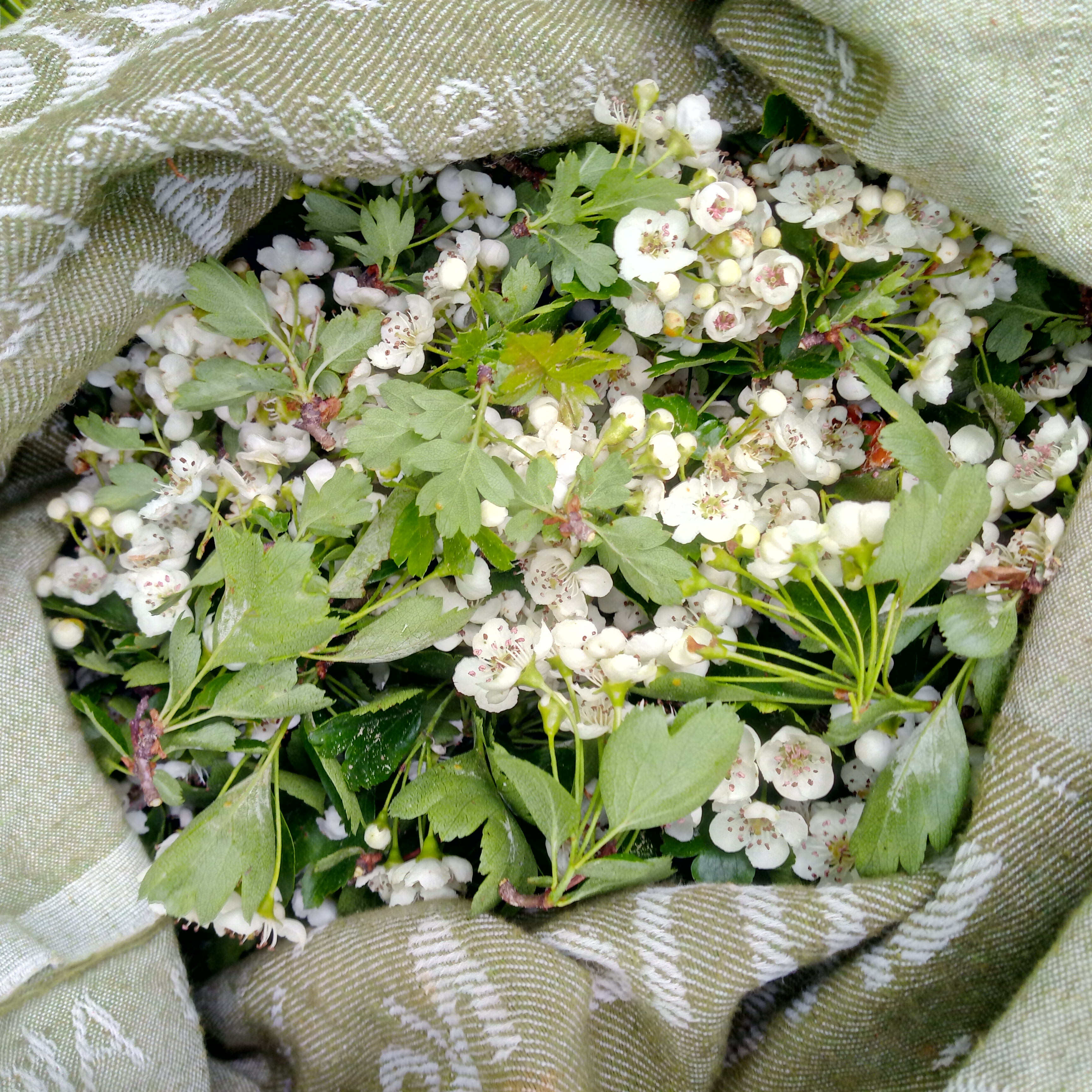 Sortie découverte des plantes sauvages et médicinales