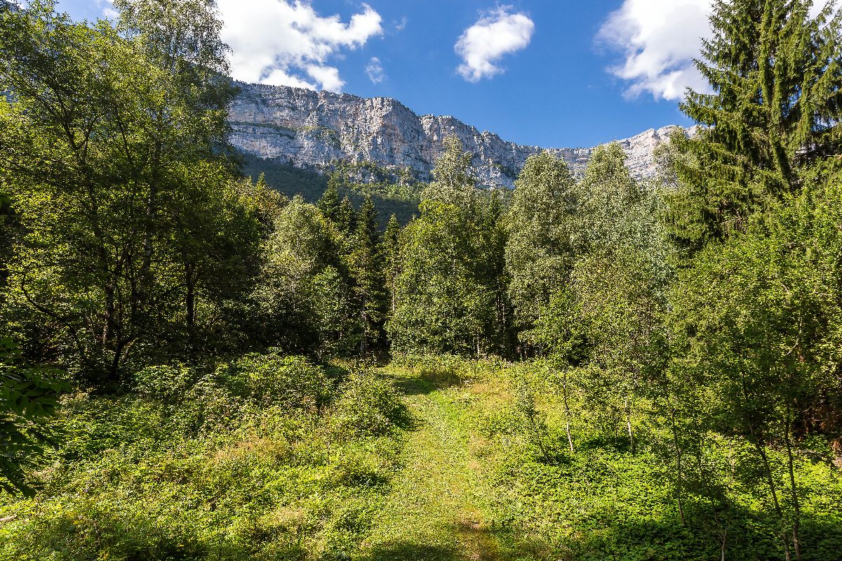 Plantes sauvages comestibles avec Mathilde Simon (l'Echo sauvage)