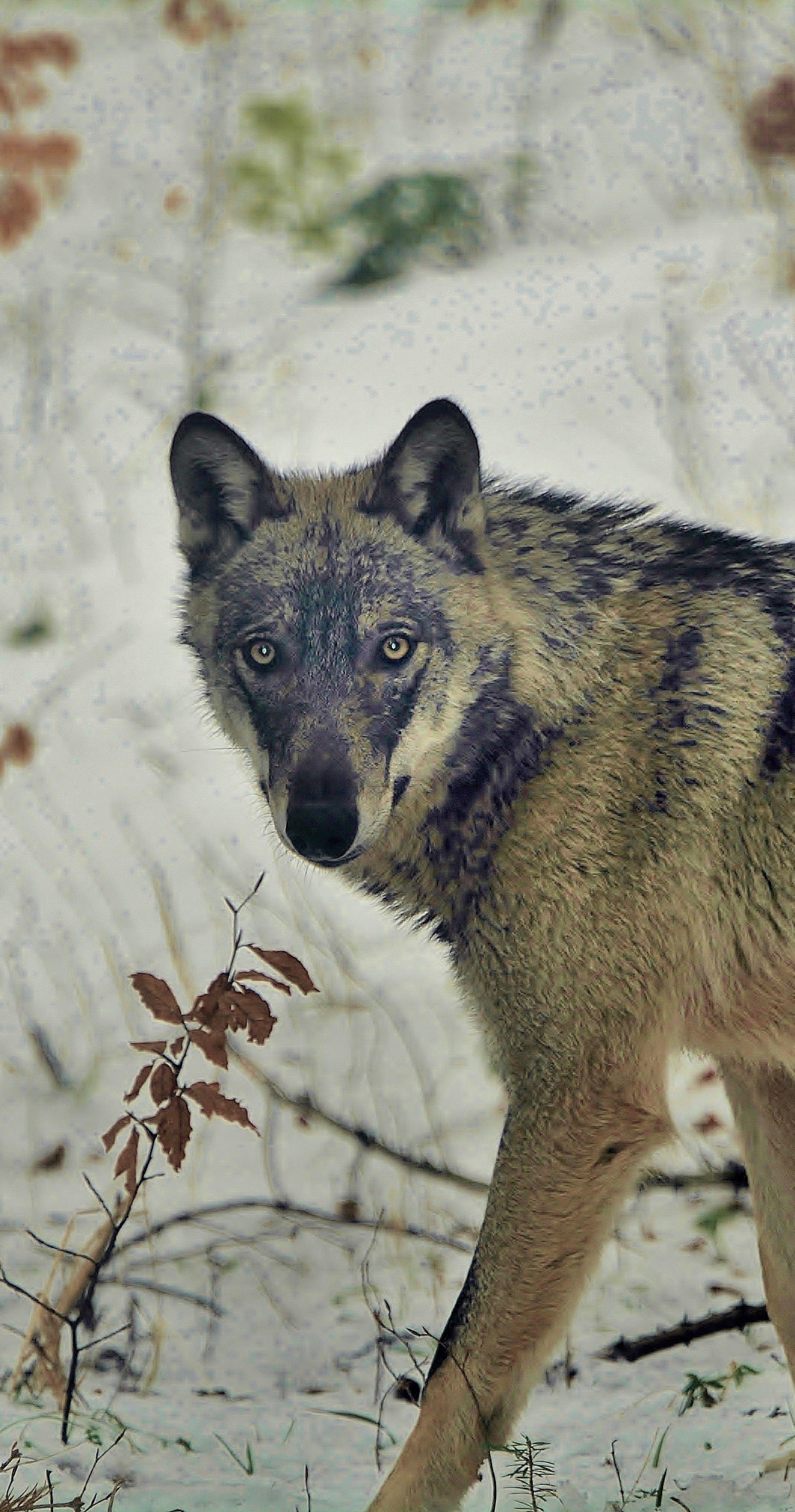 Sortie journée ''Pistage & découverte du Loup''