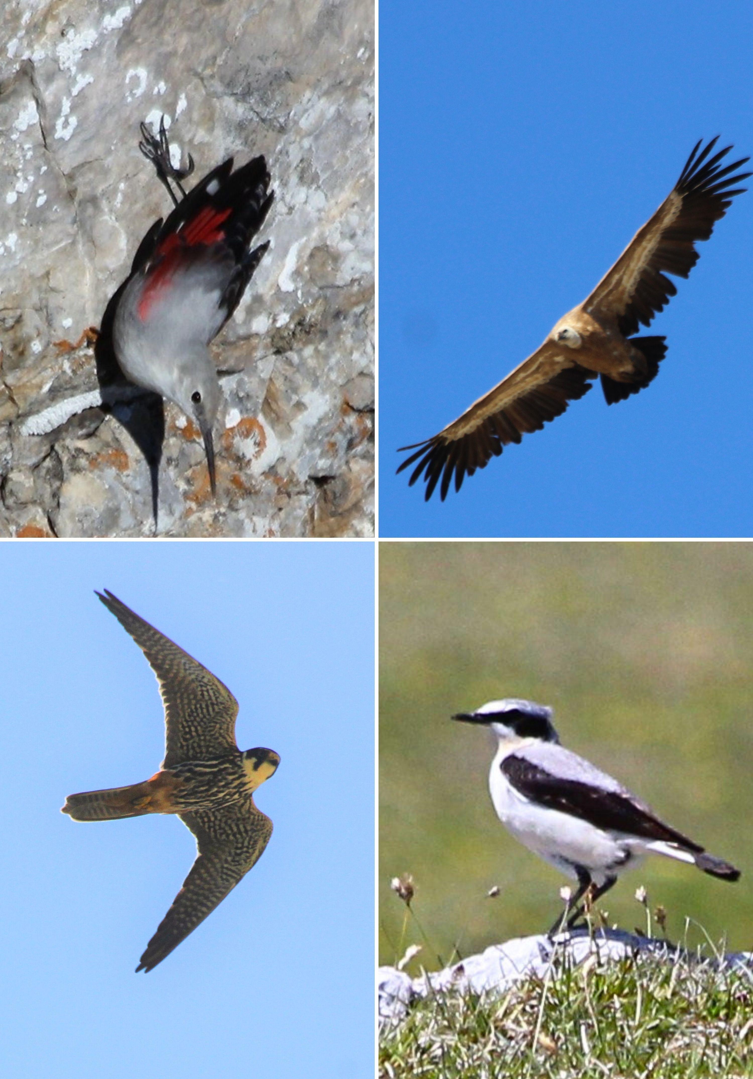 Sortie Ornithologique journée