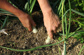 De Ferme en Ferme - Quintet condiments biologiques
