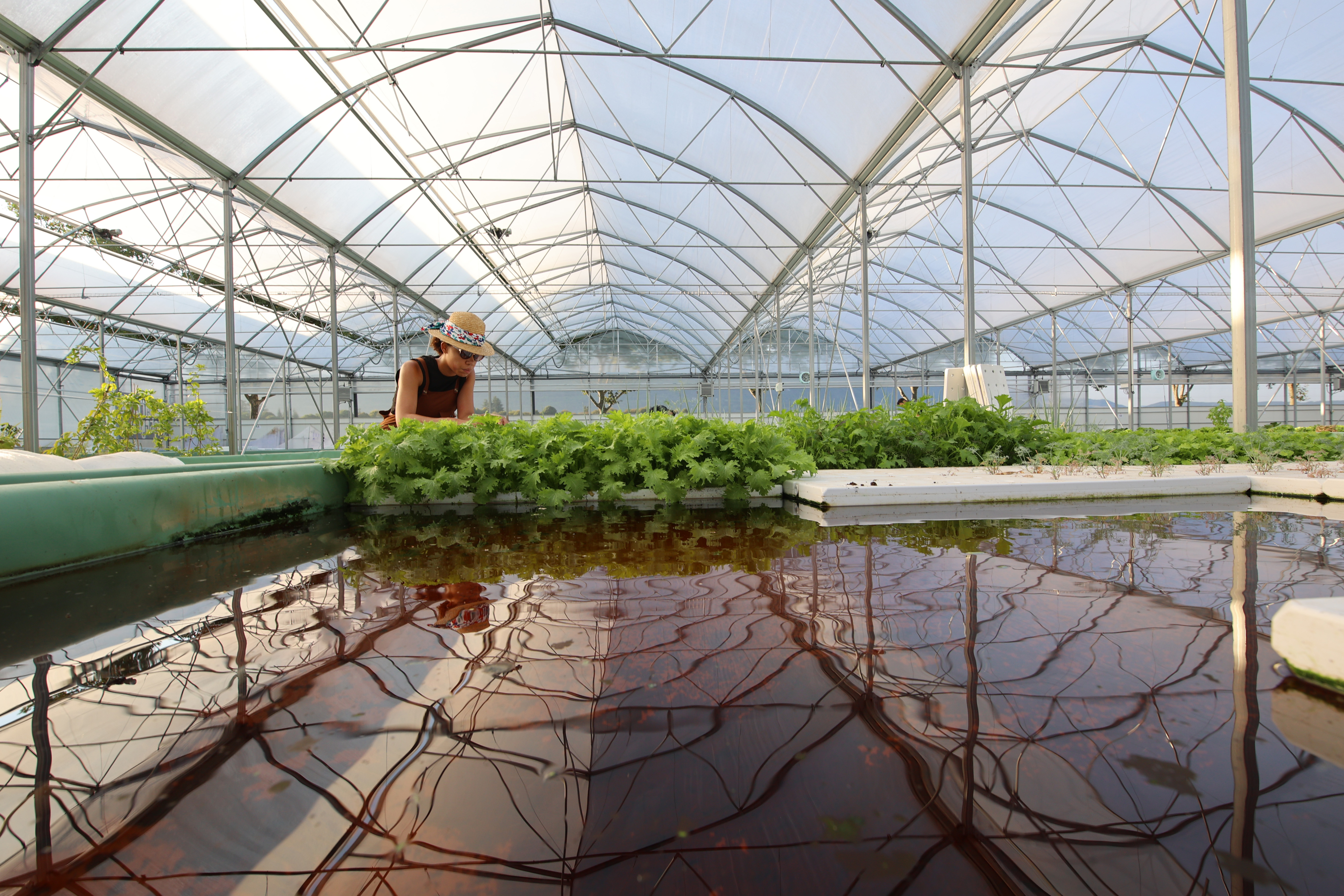 Journée portes ouvertes d'une ferme aquaponique