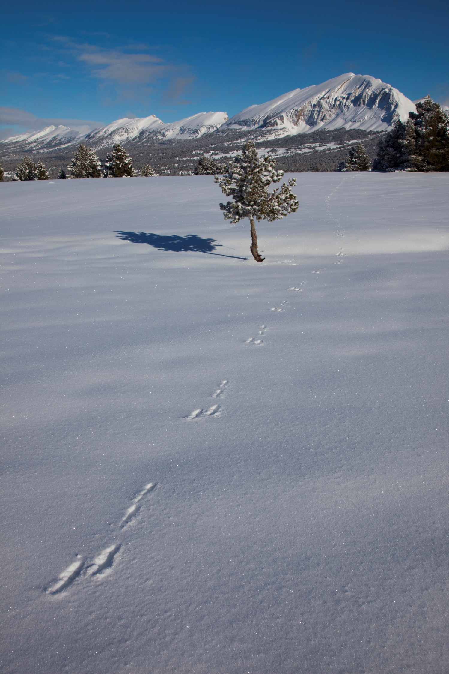 Balade accompagnée - Sur les traces de la faune hivernale de l'ENS de Combe Male