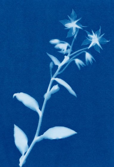 Atelier initiation au cyanotype