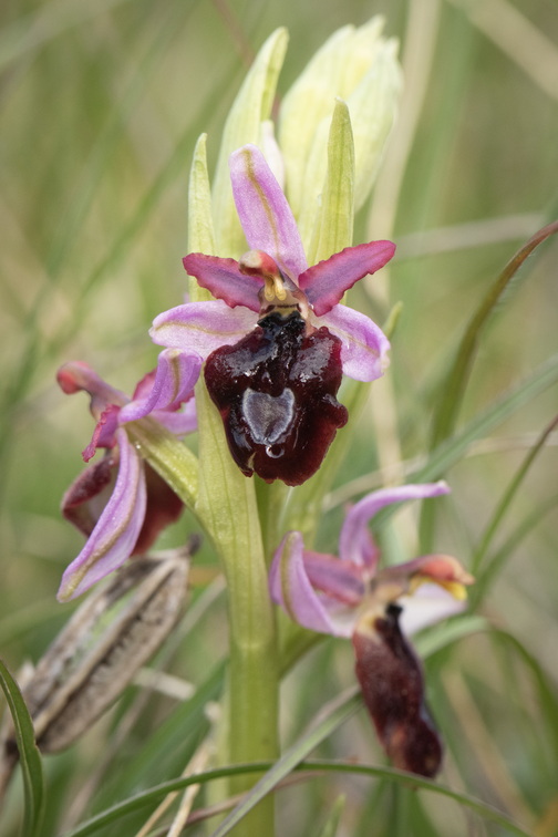 A la découverte des orchidées des Monts du Matin