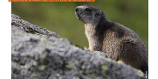 Comptage participatif des marmottes