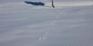 Balade accompagnée - Sur les traces de la faune hivernale de l'ENS de Combe Male