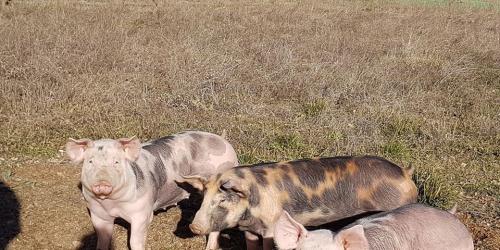 De Ferme en Ferme - Aux cochons d'Ausson