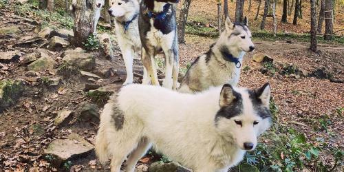 Métier passion - Sandra, musheuse et ses extrapattes